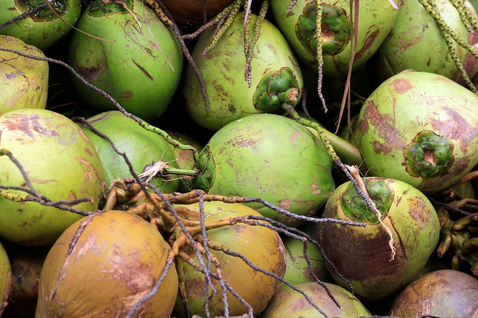 Pile of fresh tender coconuts