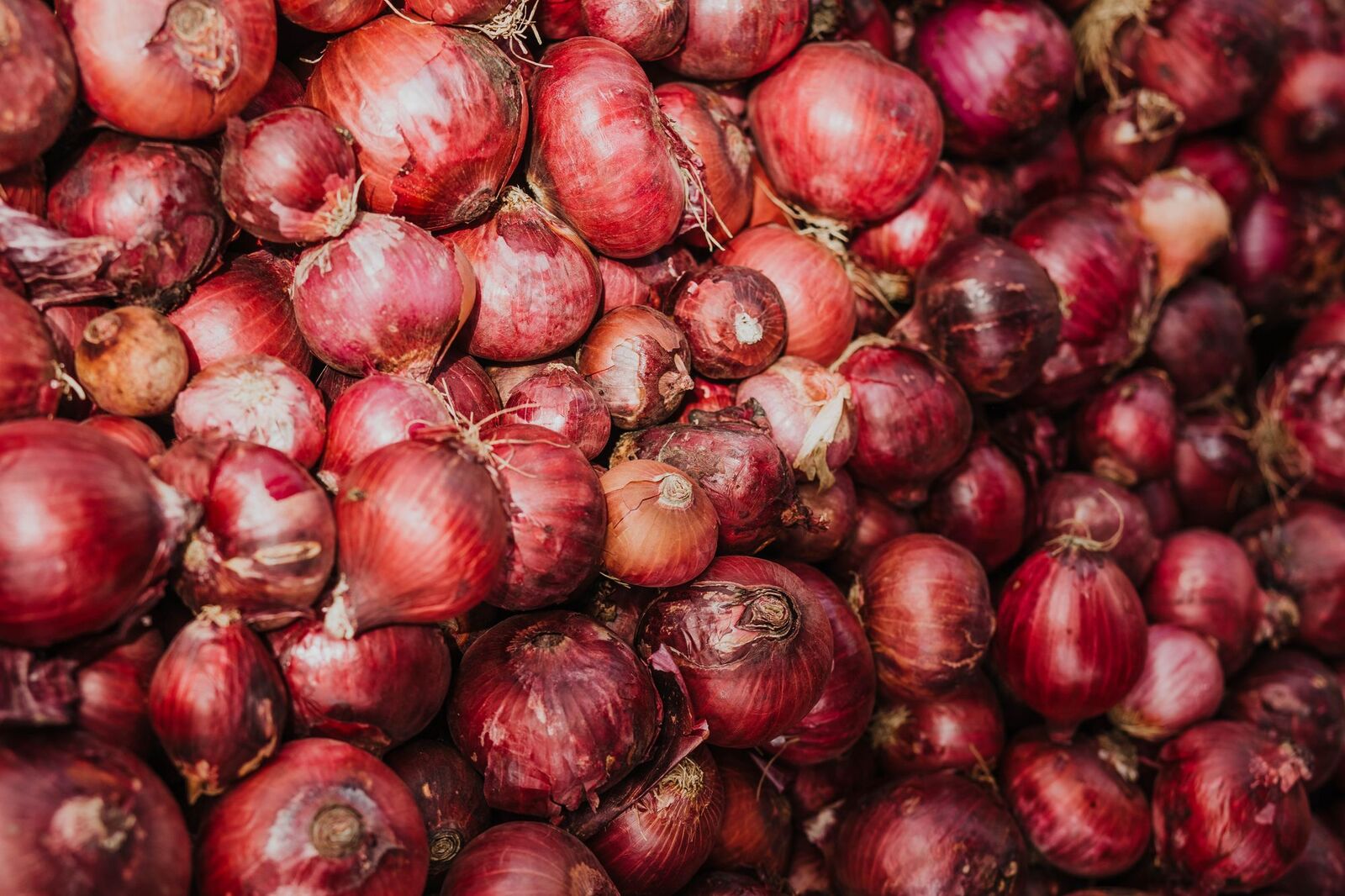 Fresh red onions in bulk