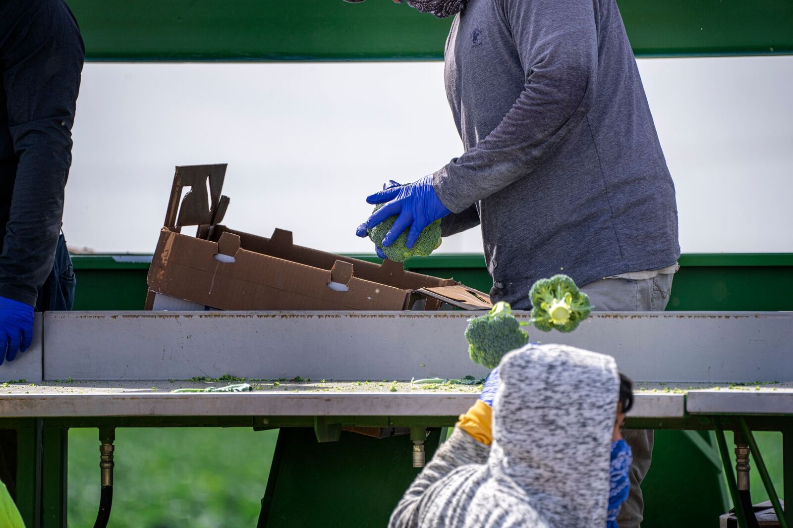 Produce being packed into cartons
