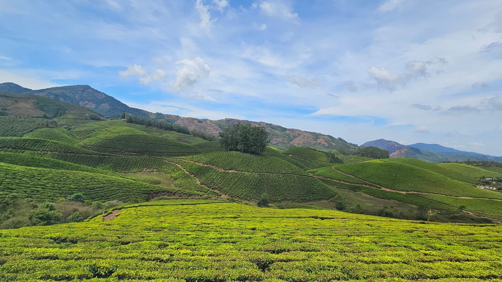 Tea plantation hills in Munnar